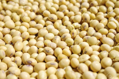சோயாபீன் - SoyaBean